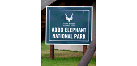 Addo’s Lion Pride Grows: Boosting Big Seven Safari Appeal